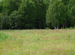 Papaver × pseudo-orientale