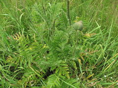 Papaver × pseudo-orientale