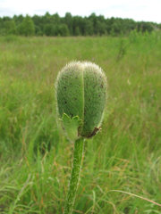 Papaver × pseudo-orientale