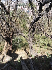 Tecoma stans
