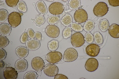 Puccinia lagenophorae