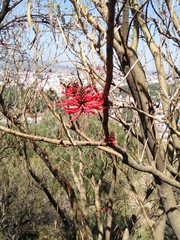 Erythrina americana