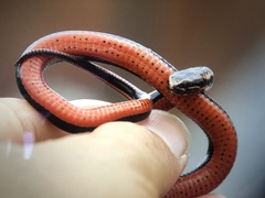 Pseudoeryx plicatilis