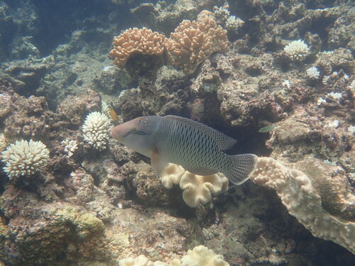 Cheilinus undulatus
