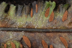 Milesia scolopendrii