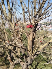 Erythrina americana
