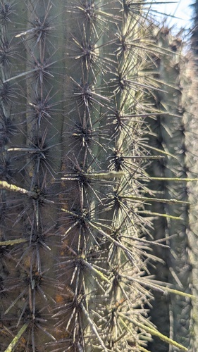 Haageocereus acranthus, photograph 6