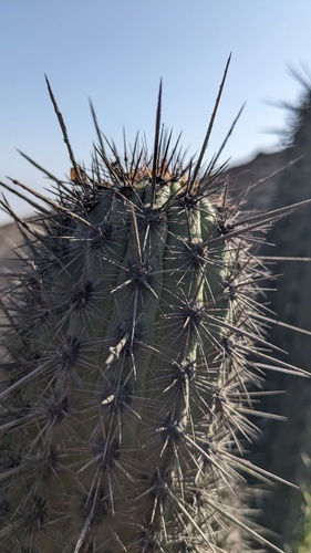 Haageocereus acranthus, photograph 5