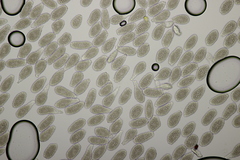 Milesia scolopendrii