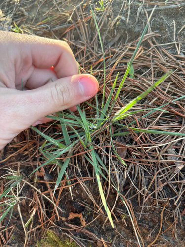 silky oat-grass (Danthonia sericea)