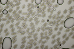 Milesia scolopendrii