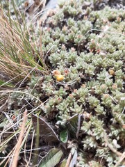 Pimelea sericeovillosa pulvinaris