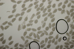 Milesia scolopendrii