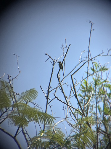 Coppersmith Barbet