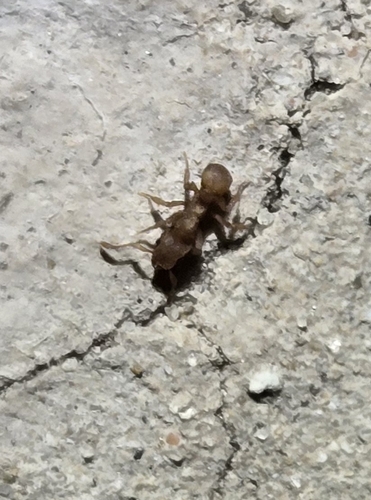 Wheeler’s Fungus-farming Ant
