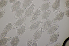 Milesia scolopendrii