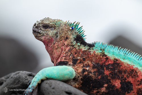 Marine Iguana, photo 2 of 10