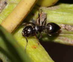 Crematogaster monticola