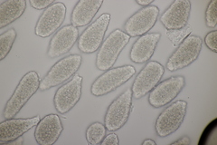 Milesia scolopendrii