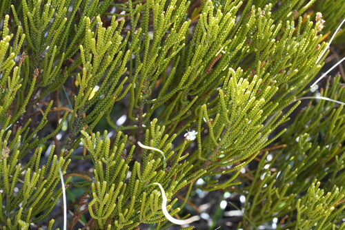 Whipcord Hebe (Veronica lycopodioides)
