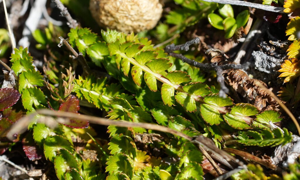 Anisotome aromatica; photograph (c) William Harland, some rights reserved (CC BY)