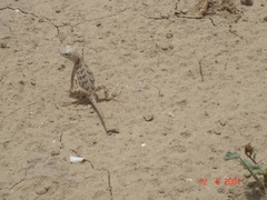 Holbrookia subcaudalis