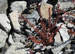 Epilobium melanocaulon, photograph (c) William Harland, some rights reserved (CC BY)