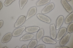 Milesia scolopendrii