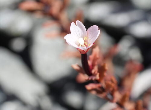 Epilobium melanocaulon, photograph 4