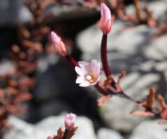 Epilobium melanocaulon, photograph (c) William Harland, some rights reserved (CC BY)