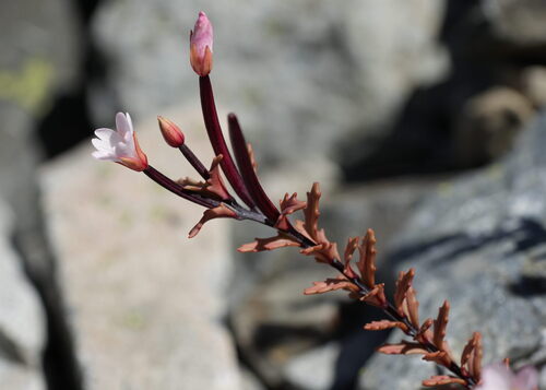 Epilobium melanocaulon, photograph 3