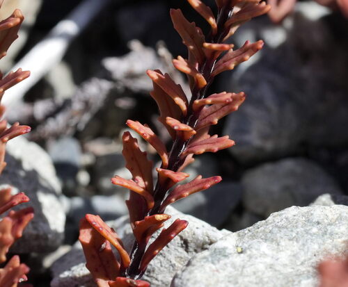 Epilobium melanocaulon, photograph 5