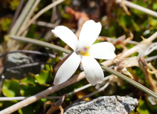 Lobelia macrodon, photograph 1