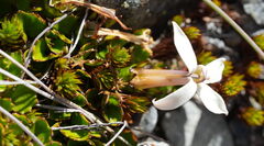 Lobelia macrodon, photograph (c) William Harland, some rights reserved (CC BY)