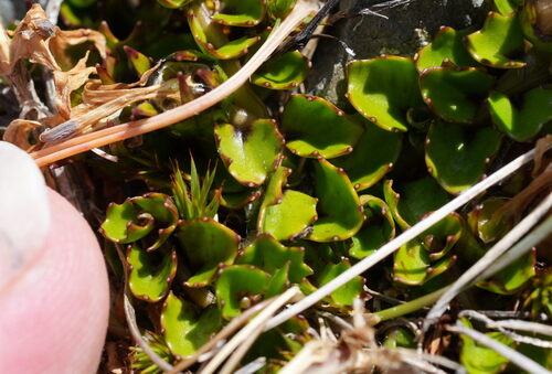 Lobelia macrodon, photograph 3