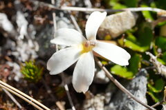 Lobelia macrodon