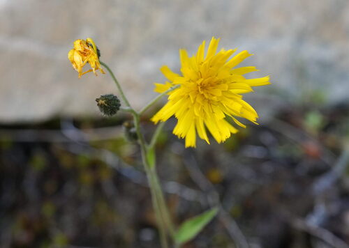 Tussock Hawkweed (Hieracium lepidulum)