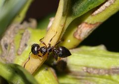 Crematogaster monticola