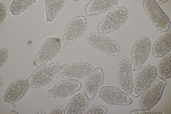 Milesia scolopendrii