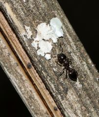 Crematogaster monticola