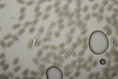 Milesia scolopendrii