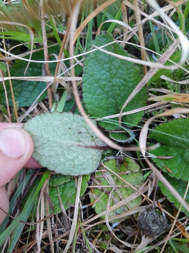 Brachyglottis southlandica observed 2026-03-14