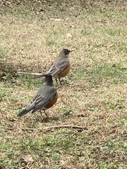 Turdus migratorius