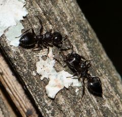 Crematogaster monticola