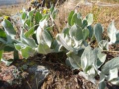 Asclepias californica