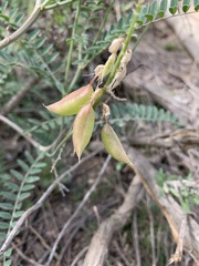 Astragalus trichopodus