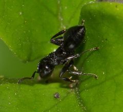 Crematogaster monticola