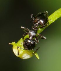 Crematogaster monticola