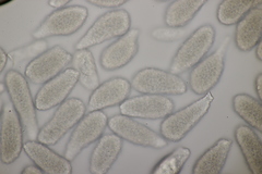 Milesia scolopendrii