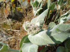 Asclepias californica